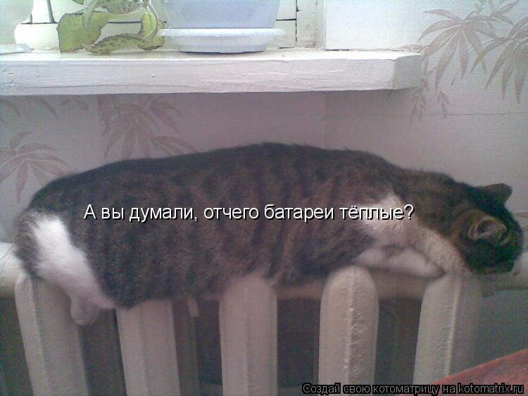 Котоматрица: А вы думали, отчего батареи тёплые?