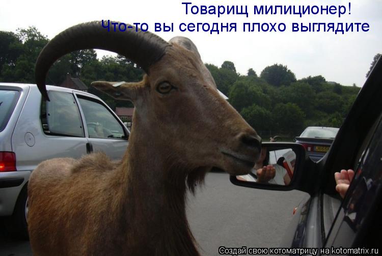 Котоматрица: Товарищ милиционер! Что-то вы сегодня плохо выглядите