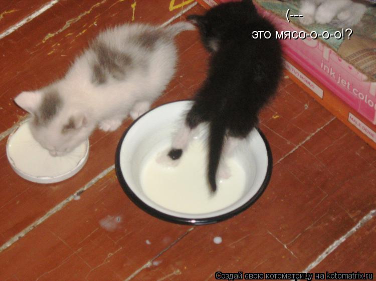 Котоматрица: (--- это мясо-о-о-о!?