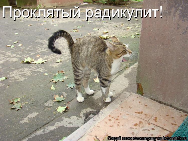 Котоматрица: Проклятый радикулит!