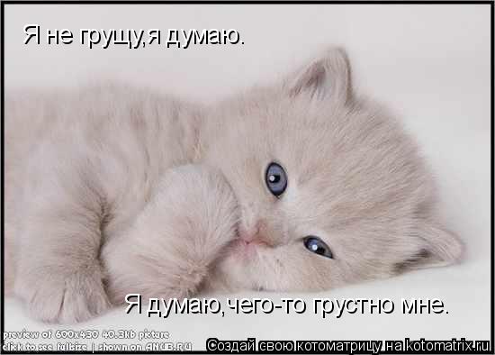 Котоматрица: Я не грущу,я думаю. Я думаю,чего-то грустно мне.