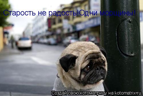 Котоматрица: Старость не радость!Одни морщины!