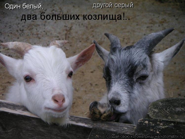 Котоматрица: Один белый,  другой серый два больших козлища!..