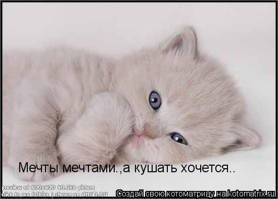 Мечты мечтами.,а кушать хочется..... Котоматрица: Мечты мечтами.,а кушать хочется..