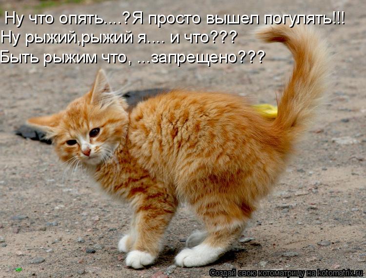 Ну что опять....?Я просто вышел погулять!!! Ну рыжий,рыжий я.... и что??? Быть рыжим что, ...запрещен... Котоматрица: Ну что опять....?Я просто вышел погулять!!! Ну рыжий,рыжий я.... и что??? Быть рыжим что, ...запрещено???