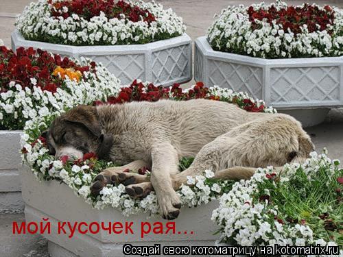 Котоматрица: мой кусочек рая...