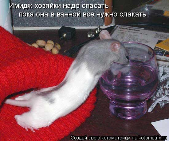 Имидж хозяйки надо спасать - пока она в ванной все нужно слакать... Котоматрица: Имидж хозяйки надо спасать - пока она в ванной все нужно слакать