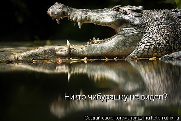 Котоматрица: Никто чибурашку не видел? Никто чибурашку не видел?