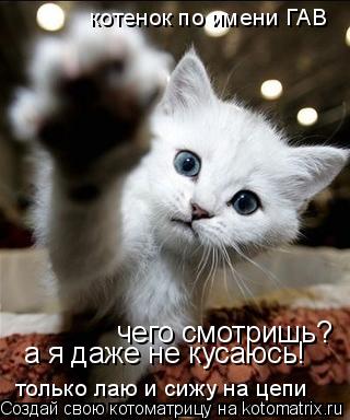 Котоматрица: чего смотришь? а я даже не кусаюсь! только лаю и сижу на цепи котенок по имени ГАВ