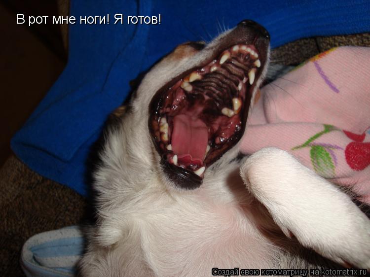В рот мне ноги! Я готов!... Котоматрица: В рот мне ноги! Я готов!