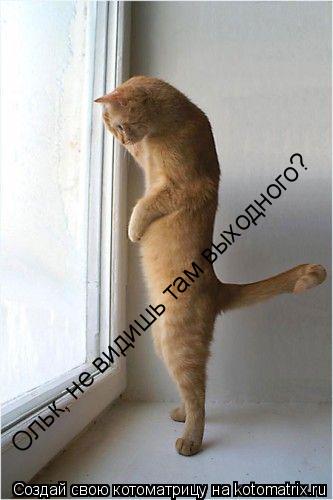 Котоматрица: Ольк, не видишь там выходного?