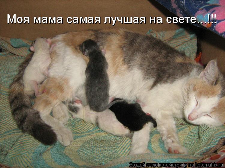 Моя мама самая лучшая на свете...!!!... Котоматрица: Моя мама самая лучшая на свете...!!!