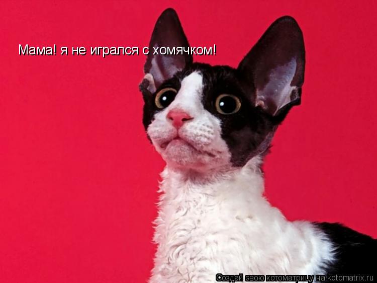 Мама! я не игрался с хомячком!... Котоматрица: Мама! я не игрался с хомячком!
