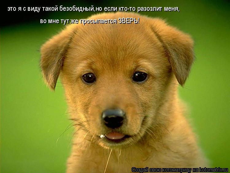 Котоматрица: это я с виду такой безобидный,но если кто-то разозлит меня, во мне тут же просыпается ЗВЕРЬ!