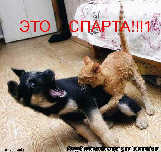 ЭТО СПАРТА!!!1... Котоматрица: ЭТО СПАРТА!!!1