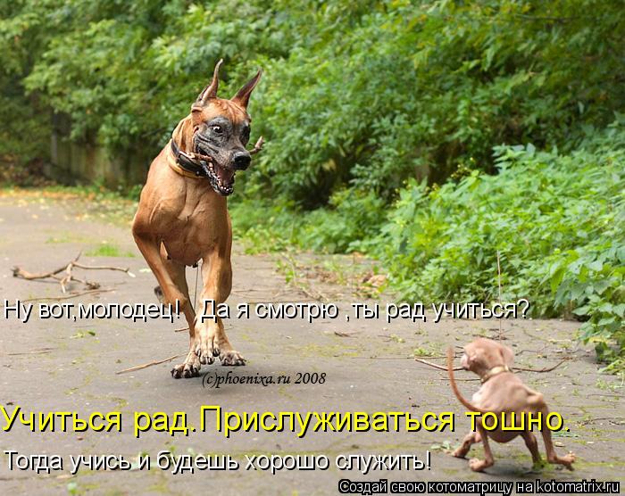 Учиться рад.Прислуживаться тошно. Ну вот,молодец! Да я смотрю ,ты рад учиться? Тогда учись и будешь... Котоматрица: Учиться рад.Прислуживаться тошно. Ну вот,молодец! Да я смотрю ,ты рад учиться? Тогда учись и будешь хорошо служить!