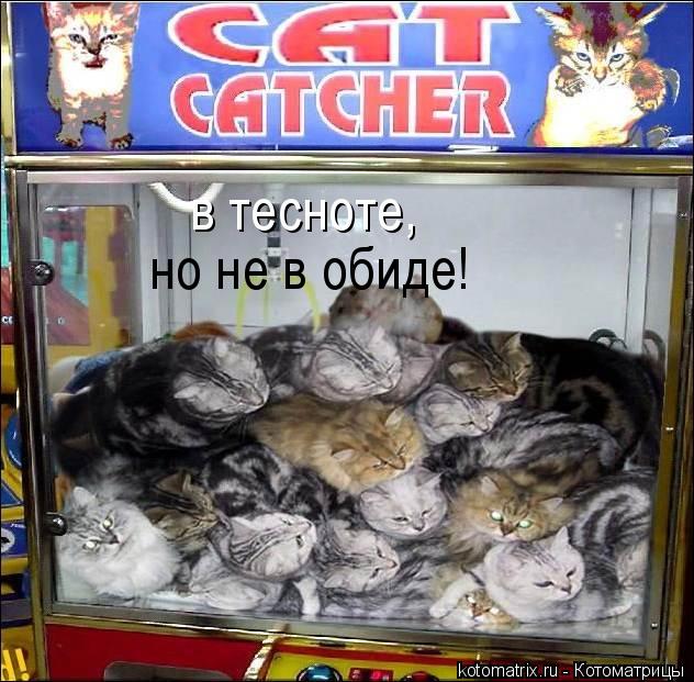 в тесноте, но не в обиде!... Котоматрица: в тесноте, но не в обиде!