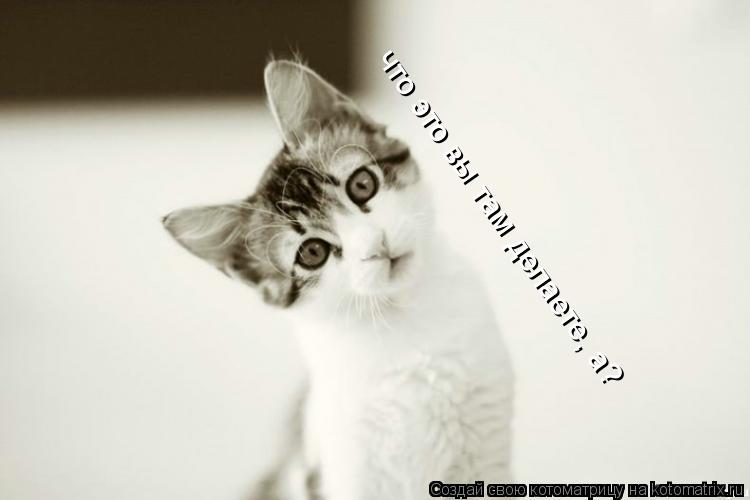 Котоматрица: что это вы там делаете, а?