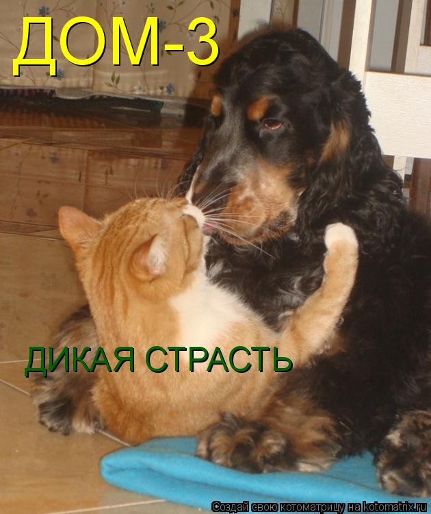 Котоматрица: ДОМ-3 ДИКАЯ СТРАСТЬ