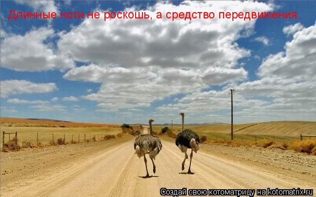 Длинные ноги не роскошь, а средство передвижения.... Котоматрица: Длинные ноги не роскошь, а средство передвижения.