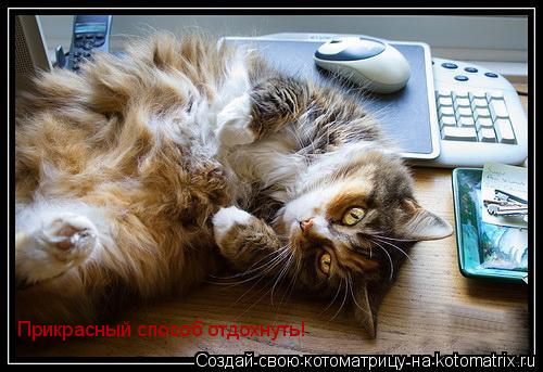 Котоматрица: Прикрасный способ отдохнуть!