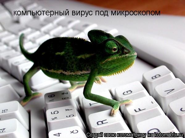 Котоматрица: компьютерный вирус под микроскопом