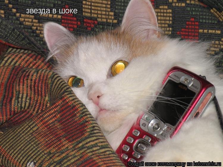 Котоматрица: звезда в шоке