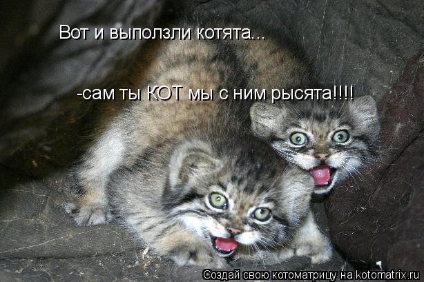 Котоматрица: Вот и выползли котята... -сам ты КОТ мы с ним рысята!!!!