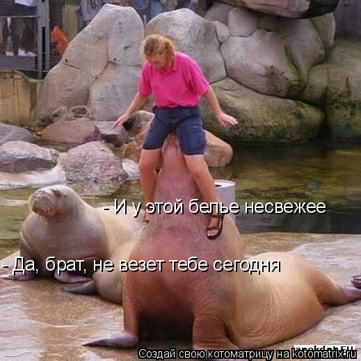 - И у этой белье несвежее - Да, брат, не везет тебе сегодня... Котоматрица: - И у этой белье несвежее - Да, брат, не везет тебе сегодня