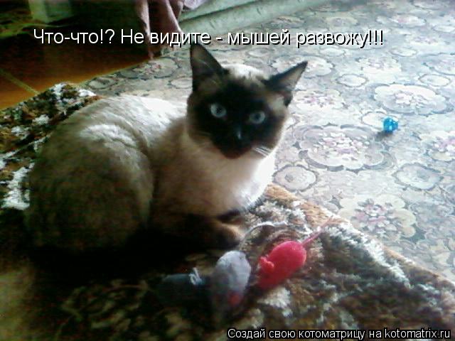 Котоматрица: Что-что!? Не видите - мышей развожу!!!