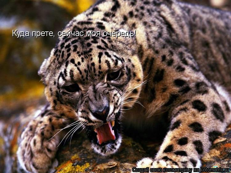Котоматрица: Куда прете, сейчас моя очередь!