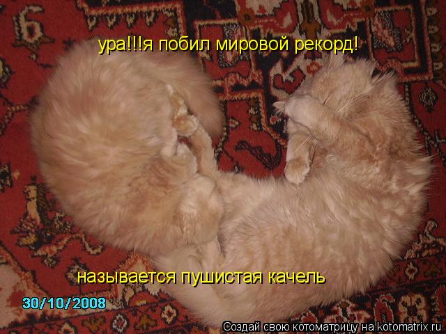 ура!!!я побил мировой рекорд! называется пушистая качель... Котоматрица: ура!!!я побил мировой рекорд! называется пушистая качель