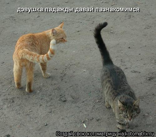 дэвушка падажды давай пазнакомимся... Котоматрица: дэвушка падажды давай пазнакомимся