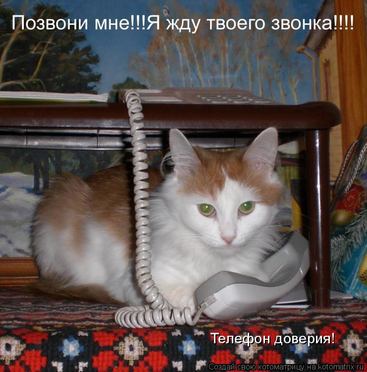 Телефон доверия!... Котоматрица: Телефон доверия!