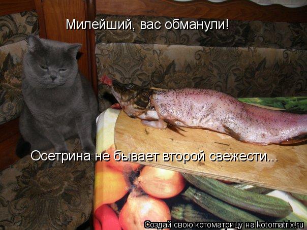 Милейший, вас обманули! Осетрина не бывает второй свежести...... Котоматрица: Милейший, вас обманули! Осетрина не бывает второй свежести...