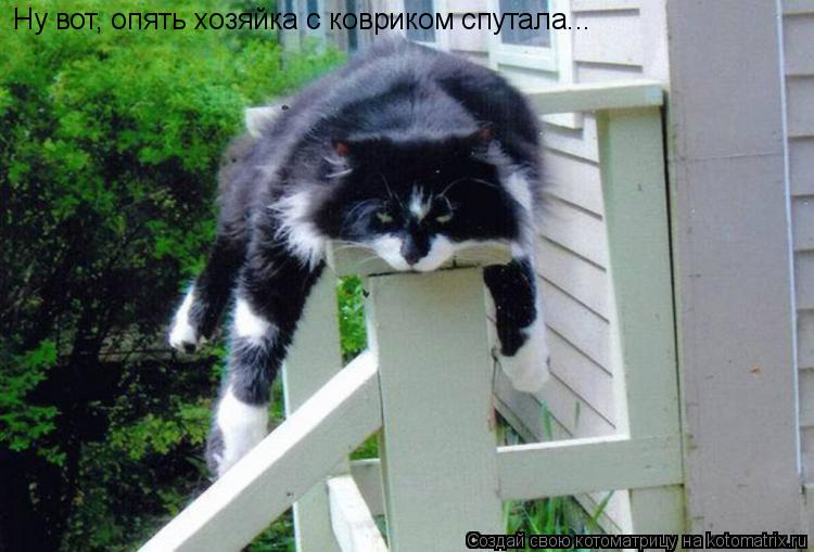 Ну вот, опять хозяйка с ковриком спутала...... Котоматрица: Ну вот, опять хозяйка с ковриком спутала...