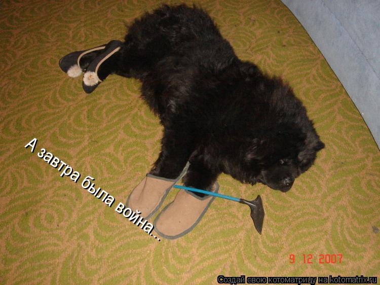 А завтра была война...... Котоматрица: А завтра была война...