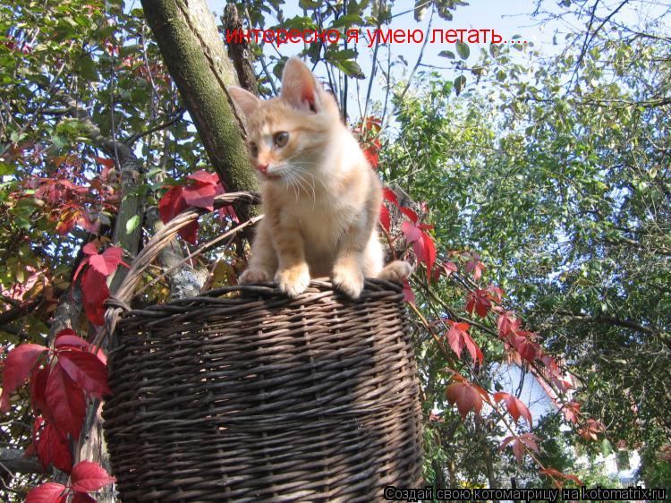интересно я умею летать....... Котоматрица: интересно я умею летать....