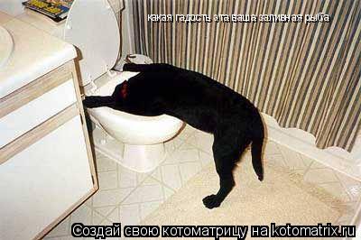 какая гадость эта ваша заливная рыба... Котоматрица: какая гадость эта ваша заливная рыба