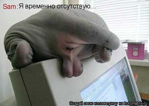 Sam: Я временно отсутствую...... Котоматрица: Sam: Я временно отсутствую...