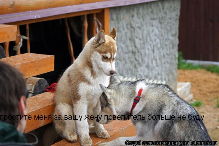 простите меня за вашу жену повелитель больше не буду... Котоматрица: простите меня за вашу жену повелитель больше не буду