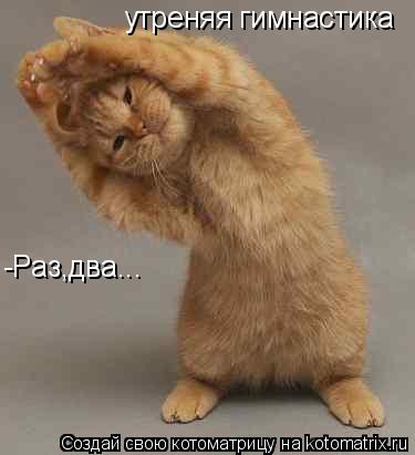 утреняя гимнастика -Раз,два...... Котоматрица: утреняя гимнастика -Раз,два...