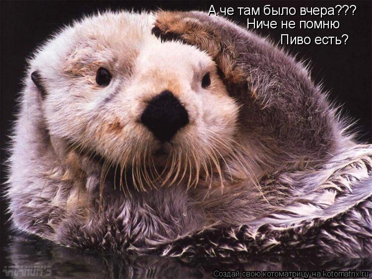 А че там было вчера??? Ниче не помню Пиво есть?... Котоматрица: А че там было вчера??? Ниче не помню Пиво есть?