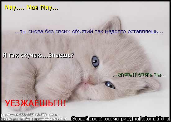 Мяу.... Моя Мяу... Я так скучаю...Знаешь? ...ты снова без своих объятий так надолго оставляешь... ...... Котоматрица: Мяу.... Моя Мяу... Я так скучаю...Знаешь? ...ты снова без своих объятий так надолго оставляешь... ...опять!!!опять ты... УЕЗЖАЕШЬ!!!!