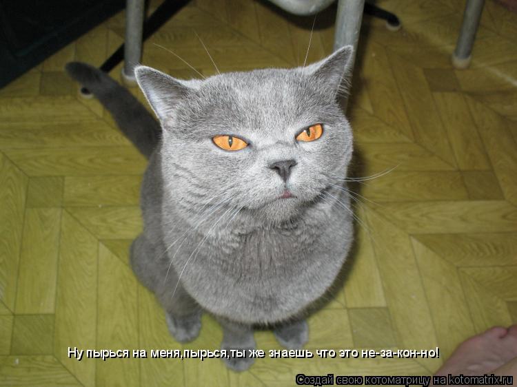 Ну пырься на меня,пырься,ты же знаешь что это не-за-кон-но!... Котоматрица: Ну пырься на меня,пырься,ты же знаешь что это не-за-кон-но!
