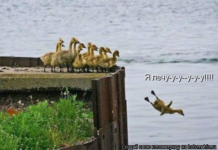 Я лечу-у-у--у-у-у!!!!... Котоматрица: Я лечу-у-у--у-у-у!!!!