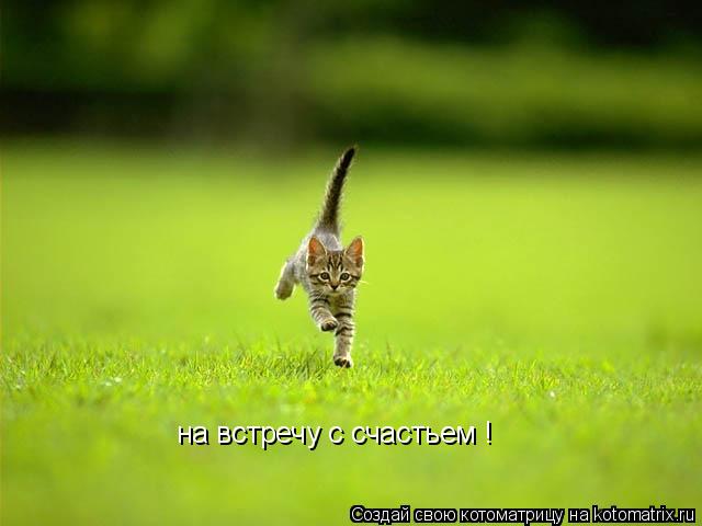 на встречу с счастьем !... Котоматрица: на встречу с счастьем !