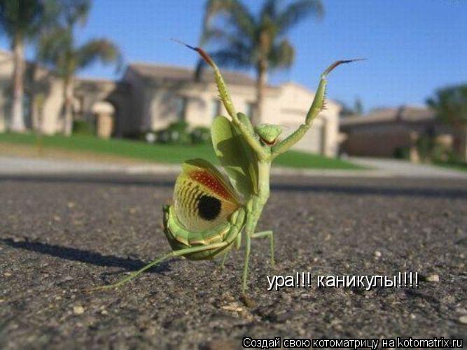 ура!!! каникулы!!!!... Котоматрица: ура!!! каникулы!!!!