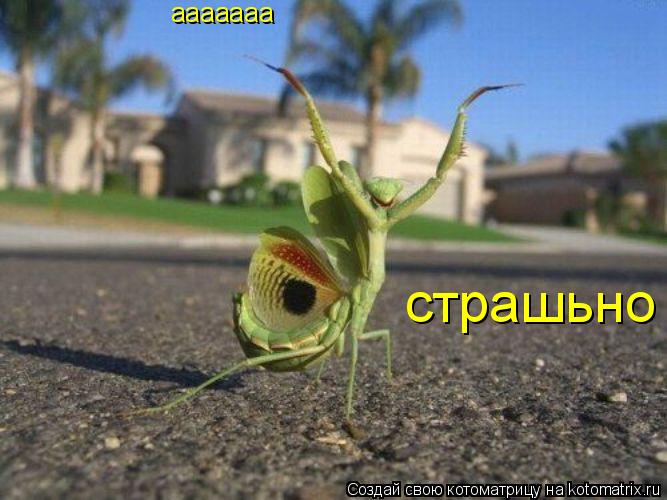 ааааааа страшьно... Котоматрица: ааааааа страшьно