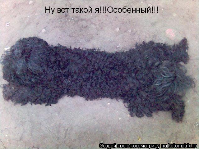 Ну вот такой я!!!Особенный!!!... Котоматрица: Ну вот такой я!!!Особенный!!!